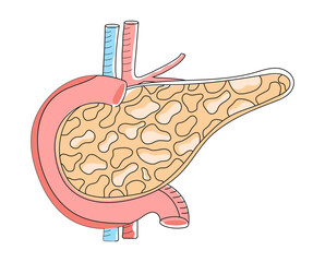 Wall Mural - Pancreas with arteries are shown in doodle style. Internal organ of digestive system on white background. Health care icon vector in flat style for landing page