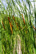 Typha latifolia broadleaf cattail, bulrush, common bulrush, common cattail, great reedmace, cooper's reed, cumbungi is perennial herbaceous plant in genus Typha