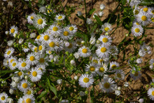 Erigeron Annuus Known As Annual Fleabane, Daisy Fleabane, Or Eastern Daisy Fleabane