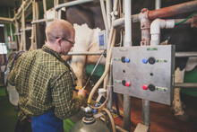 Farmer Operating Controls In Milking Barn, Chilliwack, British Columbia, Canada