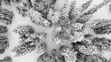 Black And White Aerial View Of Snow-covered Pine Trees