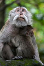 Macaque Monkey In Sacred Monkey Forest.