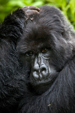 Silverback Mountain Gorilla In The Jungle Of Rwanda's Virunga Mountains.