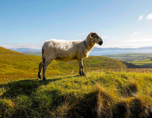 Sheep And Sea Among Green Hills Of Ireland
