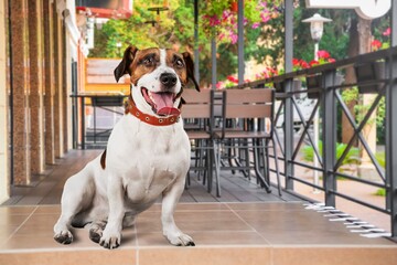 Canvas Print - Cute domestic dog pet posing