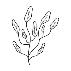 Canvas Print - Seaweed in doodle style. Linear underwater plant. Vector illustration. Isolated algae.