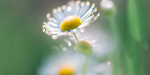 Wall Mural - Beautiful chamomile flowers in meadow. Spring or summer nature scene with blooming daisy panorama, AI Generated