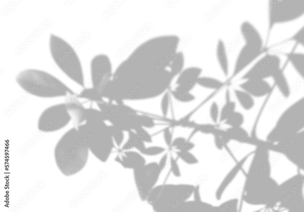 Summer background shadows from the indoor tree of happiness on a white ...