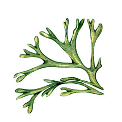 Green sea plant watercolor illustration isolated on white background. Codium single, helpful seaweed hand drawn. Design element for package, label, advertising, wrapping, marine collection.