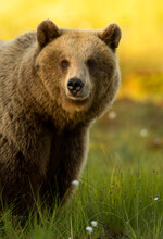Brown Bear (Ursus Arctos) Adult Portait, Finland, June 