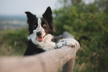 Cute Border Collie Dog Standing On A Wooden Fence On A Field