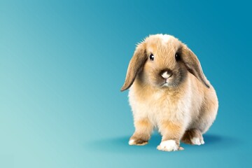 Poster - Cute small baby rabbit bunny on color background