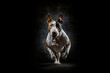Angry pit bull dog attacks from the dark. Pit bull dog portrait  isolated on dark background. Digital ai art	