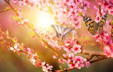 Wall Mural - Spring fresh flowers with colored butterfly