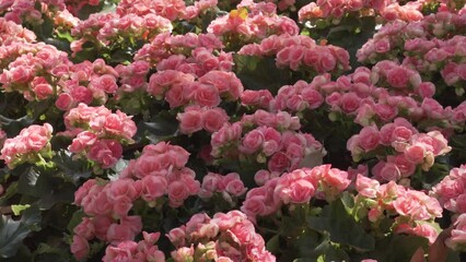 Canvas Print - pink begonia flower plant decorating in garden park