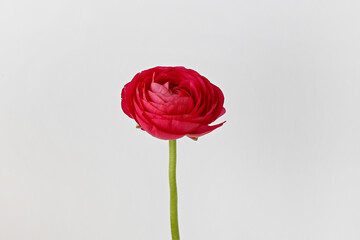 Wall Mural - Macro shot of of a single beautiful red ranunculus. Visible petal structure. Bright patterns of one flower bud. Top view, close up, background, copy space, cropped image.