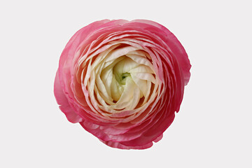 Wall Mural - Macro shot of of a single beautiful red ranunculus. Visible petal structure. Bright patterns of one flower bud. Top view, close up, background, copy space, cropped image.