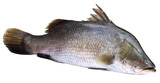 Fototapeta  - Barramundi or Koral fish of Southeast Asia