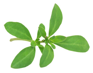 Poster - Thyme leaves in a wooden bowl