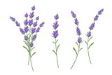 Fototapeta  - A set of lavender sprigs.Vector illustration isolated on a white background.