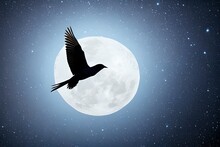 Bird Flying In The Night Sky With The Moon Behind Her, Copy Space For Banner