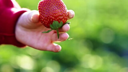 Poster - Video of picking fresh strawberries on site