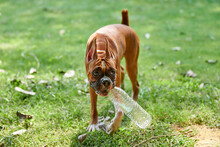 Adult Boxer Dog Holds Plastic Bottle Picked Up Garbage For Human, Environment Protection Concept, Green Grass Lawn Pet Walking In Public Park. Funny Boxer Dog Playing With Empty Plastic Bottle