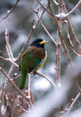 Wall Mural - Great Hill Barbet in Snow fall