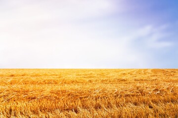 Canvas Print - Beautiful big field and bright blue sky.