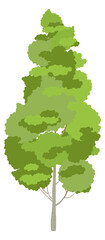 Sticker - Aspen icon. Green foliage tree. Nature symbol