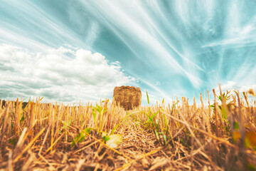 Wall Mural - Rural Landscape Field Meadow With Hay Bales During Sunny Evening In Late Summer. Harvest Time.