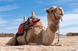 Wielbłąd w Egipcie, Camel