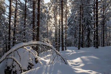 Wall Mural - snowy winter forest scenery during day time. sun is shining.