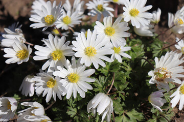 Wall Mural - Closeup view of a beautiful white flower of an Anemone blanda White Splendour with yellow stamens and pollen on a blurred background. It is a perennial plant flowering in spring.