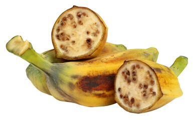 Sticker - Wild banana of Southeast Asia