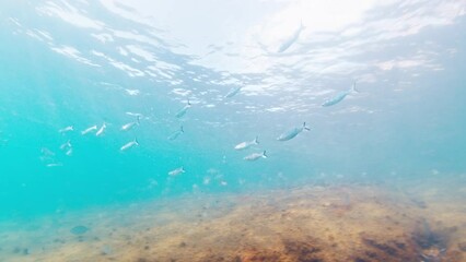 Wall Mural - School of Mullet fish, Mugil cephalus, swim underwater over the rocky bottom. Campeche island in Florianopolis in Brazil