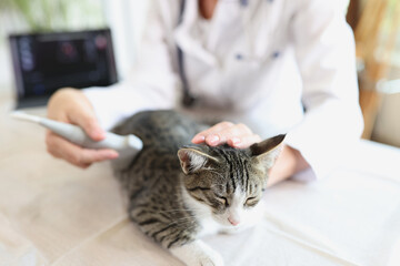 The veterinarian makes an ultrasound of a young cat