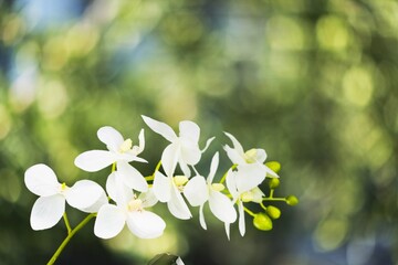 Wall Mural - Fresh flower on green nature background.