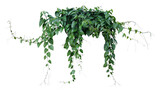 Fototapeta Koty - Green leaves Javanese treebine or Grape ivy (Cissus spp.) jungle vine hanging ivy plant bush