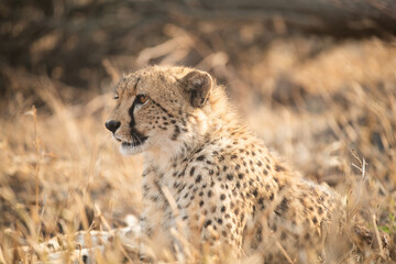 Wall Mural - Portrait of a cheetah in South Africa