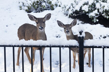 Two Cute Deer Standing Together At A Fence With Snow On Their Noses, Looking Into Camera.