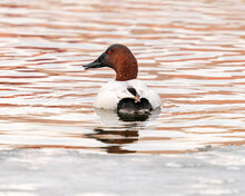 A Canvasback Duck Viewed From Behind, With A Slightly Open Bill, Swimming In Reddish Striped Waters From Naturally Reflected Surroundings In Wintertime.