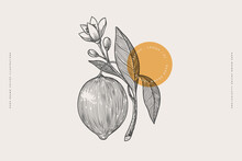Hand-drawn Lemon Fruit And Flower. Citrus Fruit In Engraving Style. Design Element For Markets, Shops, Cafes, Restaurants And Packaging. Vintage Botanical Illustration On Light Background Isolated.