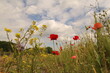 © Angelique - rapeseed and poppies in a field margin in the dutch countryside and a blue sky with clouds in the background