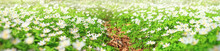 Spring Landscape, Banner, Panorama - View Of The Path Through The Meadow With Anemone Nemorosa In The Spring Forest. Horizontal Background