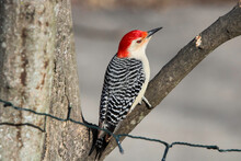Male Red-Bellied Woodpecker On Branch 