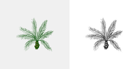 Coconut palm. Tropical trees exotic plants. Phoenix or Date varieties. Eastern landscape. Exotic nature. Linear Jungle. Hand drawn sketch in vintage style.