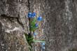 © Indre - spring blue flowers growing from a cracked wall/ rock gap; resilience concept