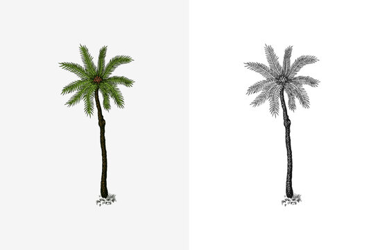 Fototapete - Coconut palm. Tropical trees exotic plants. Phoenix or Date varieties. Eastern landscape. Exotic nature. Linear Jungle. Hand drawn sketch in vintage style.