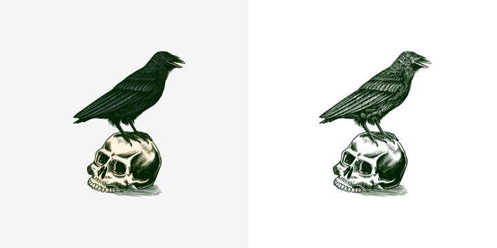 Fototapete - Magic Crow sits on a skull. Raven sketch. Vintage engraving Mystical element in boho style. Doodle outline. Esoteric occult Hand drawing. Vector illustration.